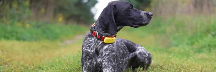 GPS tracking collar for dog