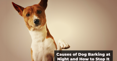 Causes of Dog Barking at Night and How to Stop It