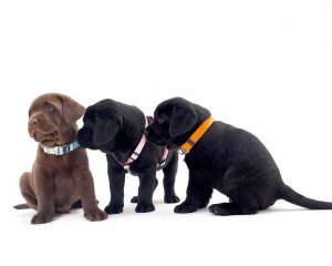 Choosing the Right Dog Collar for Your puppy