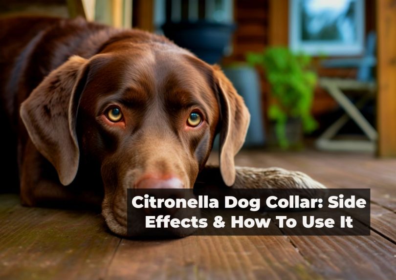 Citronella Dog Collar Side Effect and instruction