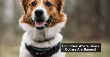 Countries Where Shock Collars Are illegal