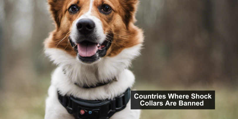 Countries Where Shock Collars Are illegal