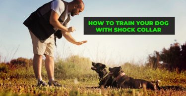 dog training with ecollar