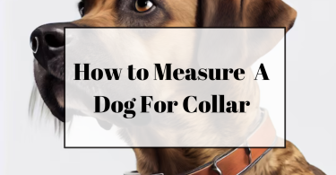collar zize chart by breed