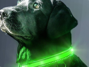 Glowing dog collar