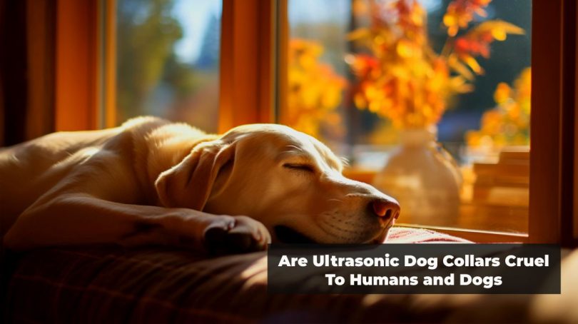 are ultrasonic collar cruel to dogs