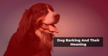 dog barking and the meaning
