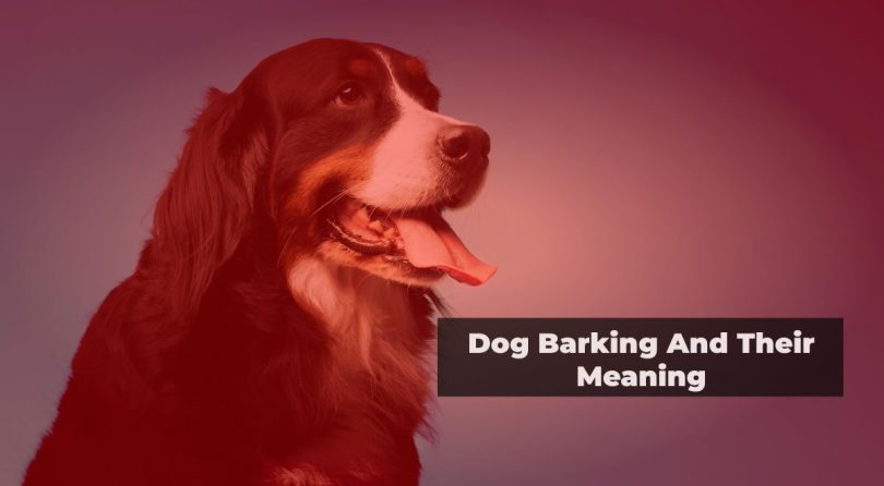 dog barking and the meaning