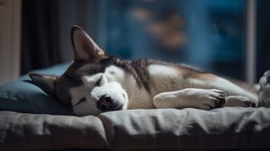 solution to barking dog Creating a Comfortable Sleeping Environment