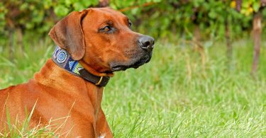 What Are the Best Materials for a Dog Collar?