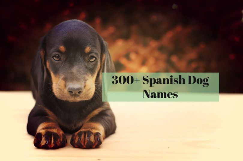 colombia dog names
