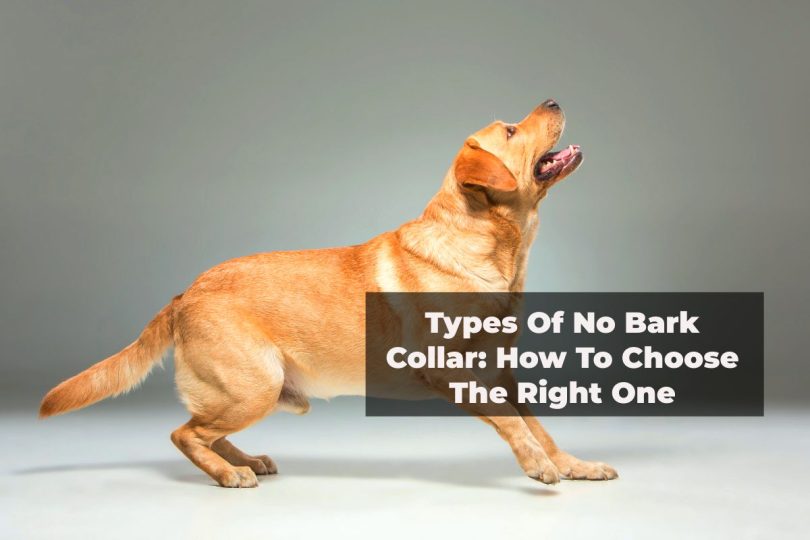 types of bark collars