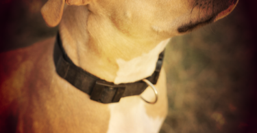 Are Collars Bad For dogs