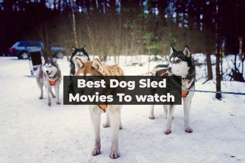 famous dog sled movies