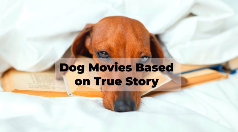 dog movies based on true story like resued by ruby
