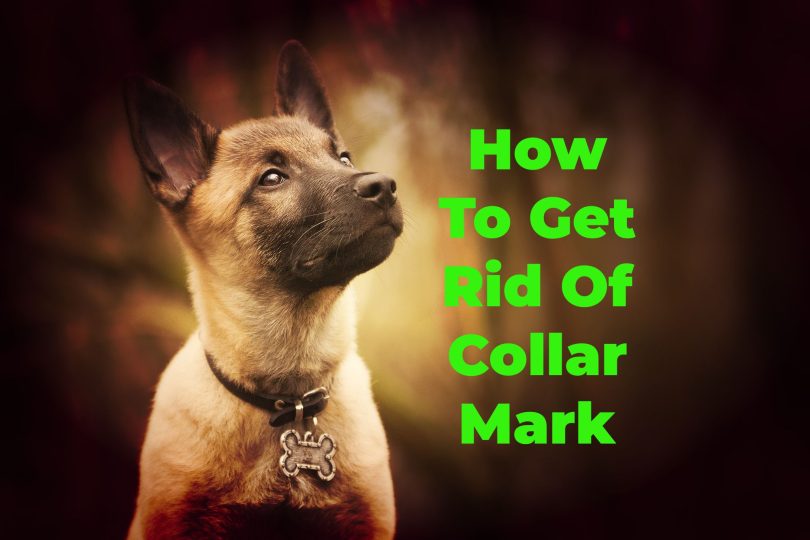 remove collar mark on dog