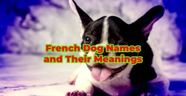 unique French dog names and their meaning