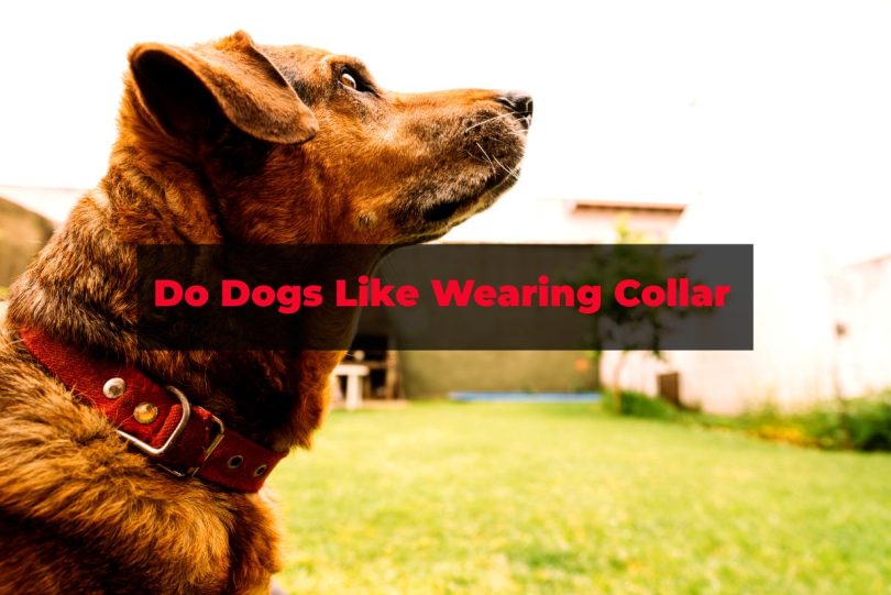 Do Dogs like wearing collar