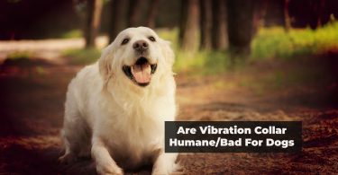 Are Vibration Collar Humane for dogs
