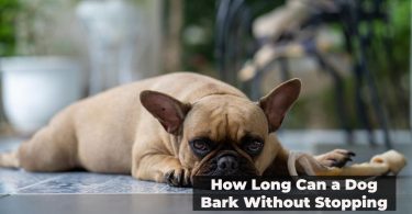 How Long Can a Dog Bark Without Stopping