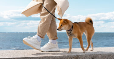 How to Stop My Dog From Barking at Strangers on Walks