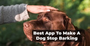 Best App To Make A Dog Stop Barking
