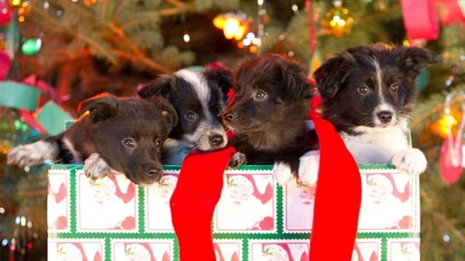 Christmas Dog Movies: Top 10 Films to Watch This Holiday