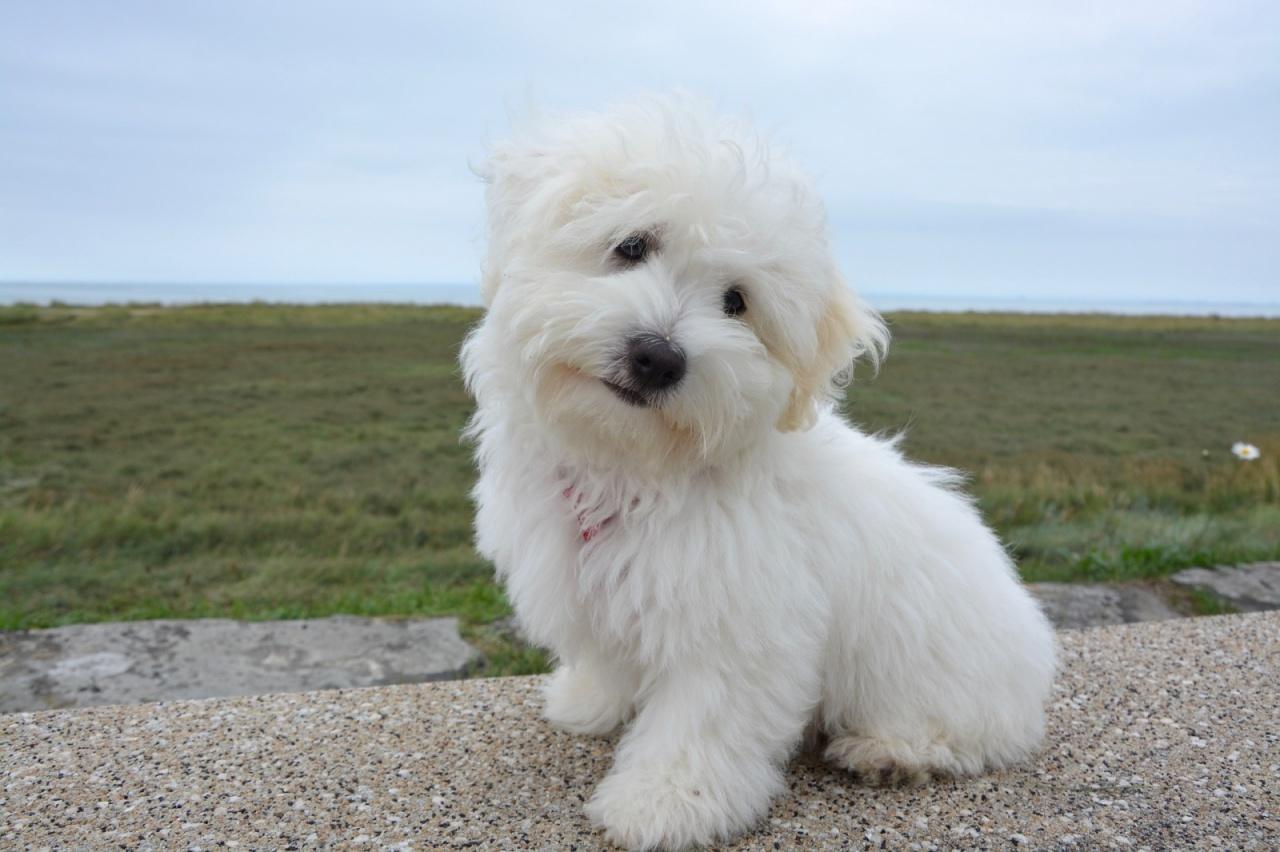 What is the Cutest Dog Breeds In The World With Pictures