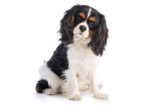 Cavalier King Charles Spaniel Dog 