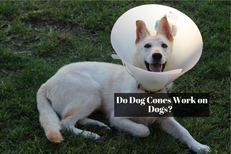 Do Dog Cones Work on Dogs