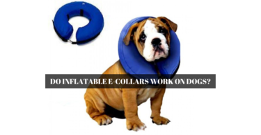 Do Inflatable E-Collars Work on Dogs