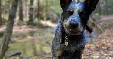 Australian Cattle Dog: The Agile and Versatile Herding Canine