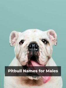 Best pitbull male names