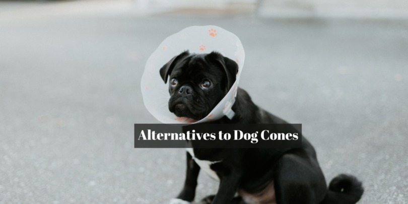 Alternatives to Dog Cones