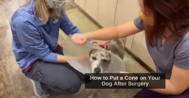 How to Put a Cone on Your Dog After Surgery