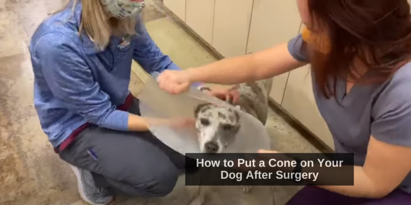 How to Put a Cone on Your Dog After Surgery