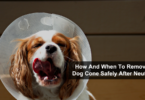 How to Remove Dog Cone Safely